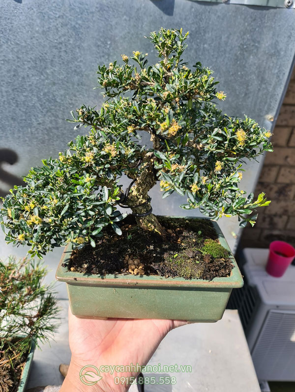 Cây bonsai hoàng dương ra hoa đẹp