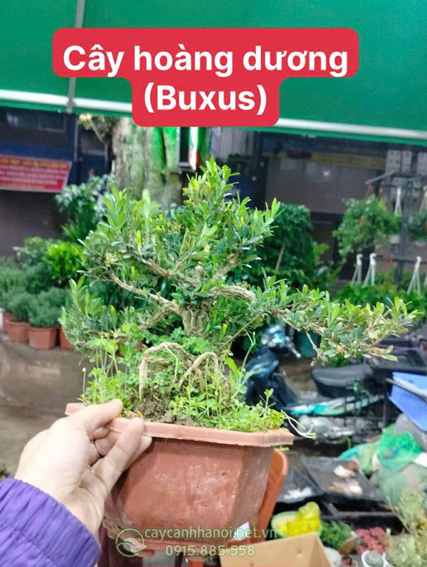 Cây bonsai hoàng dương mang đến sự bình an, tài lộc