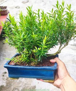 Cây gỗ hoàng dương mang ý nghĩa cho sự tái sinh