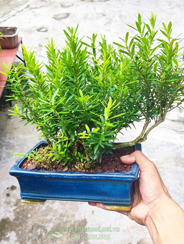 Cây gỗ hoàng dương mang ý nghĩa cho sự tái sinh