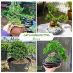 Cây hoàng dương – Buxus