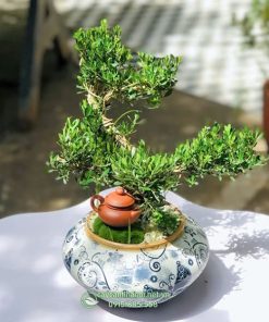 Cây hoàng dương bonsai để bàn