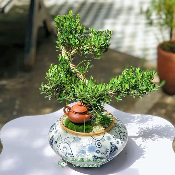 Cây hoàng dương bonsai để bàn