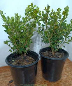 Hoàng dương lá nhỏ (Buxus microphylla)