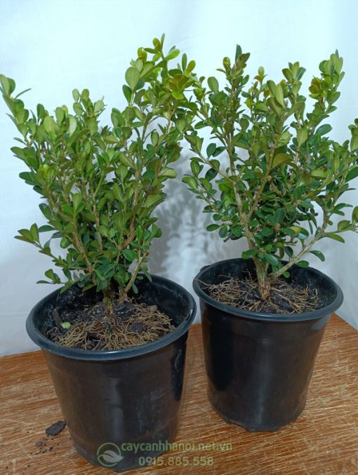 Hoàng dương lá nhỏ (Buxus microphylla)