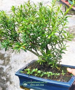 Cây hoàng dương trồng làm cây bonsai