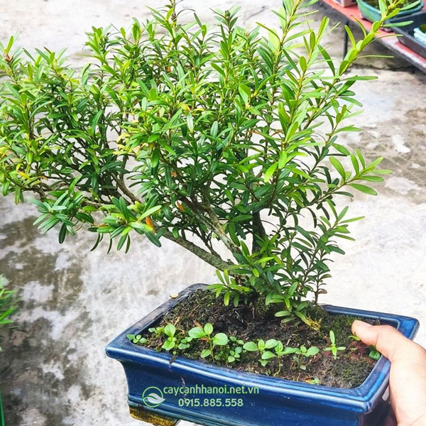 Cây hoàng dương trồng làm cây bonsai