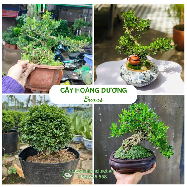 Cây hoàng dương Buxus