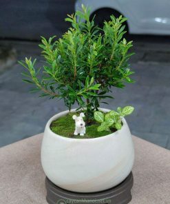 Cây hồng dương có nguồn gốc từ Trung Quốc