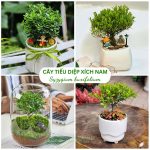 Cây Tiểu Diệp Xích Nam – Syzygium buxifolium