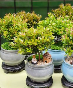 Chậu cây hồng dương bonsai mini để bàn