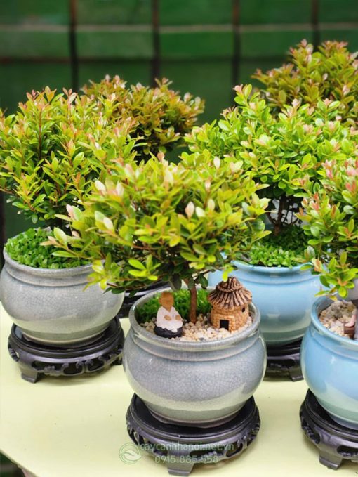 Chậu cây hồng dương bonsai mini để bàn
