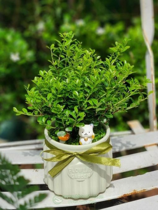 Chậu cây hồng dương mini để bàn tặng sinh nhật
