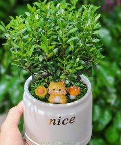 Chậu cây tiểu diệp xích nam mini để bàn đẹp