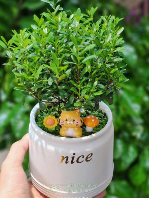 Chậu cây tiểu diệp xích nam mini để bàn đẹp