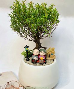 Chậu tiểu diepj xích nam để bàn làm quà mừng thọ