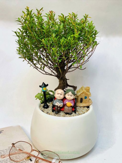 Chậu tiểu diepj xích nam để bàn làm quà mừng thọ