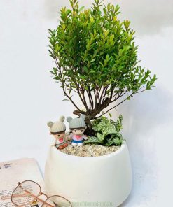 Chậu tiểu diệp xích nam làm quà tặng sinh nhật