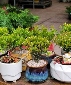 Cửa hàng bán cây hồng dương đẹp tại Hà Nội