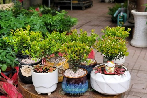 Cửa hàng bán cây hồng dương đẹp tại Hà Nội