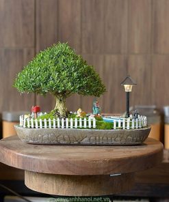 Cửa hàng bán tiểu cảnh cây hoàng dương bonsai đẹp tại Hà Nội
