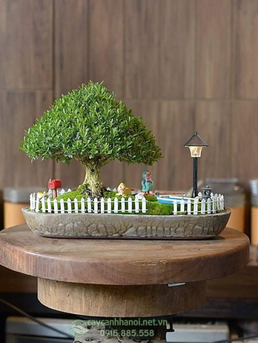 Cửa hàng bán tiểu cảnh cây hoàng dương bonsai đẹp tại Hà Nội