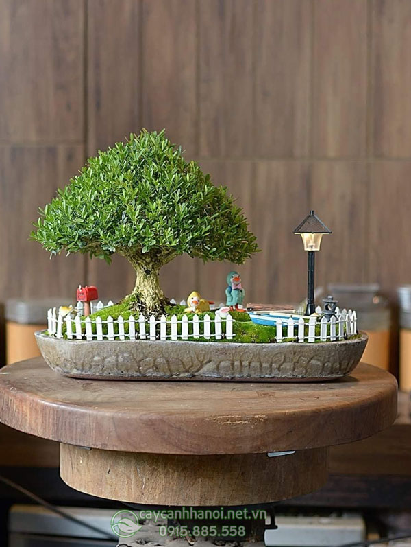 Cửa hàng bán tiểu cảnh cây hoàng dương bonsai đẹp tại Hà Nội