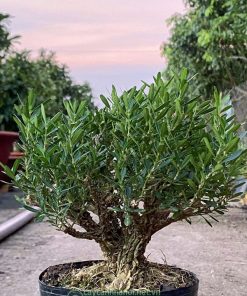 Đặc điểm cây gỗ hoàng dương bonsai