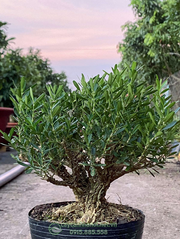 Đặc điểm cây gỗ hoàng dương bonsai