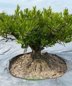 Hoàng dương là loại cây có nguồn gốc từ các nước Địa Trung Hải