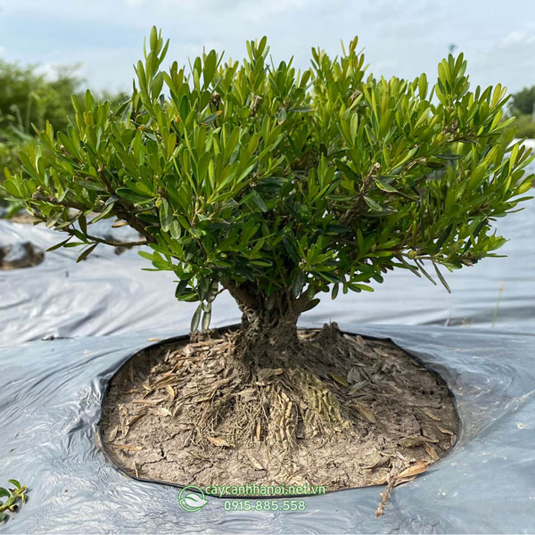 Hoàng dương là loại cây có nguồn gốc từ các nước Địa Trung Hải