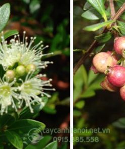 Đặc điểm hoa và quả cây hồng dương