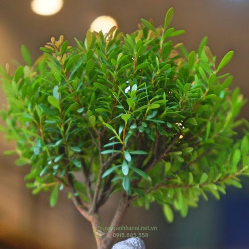 Đặc điểm lá Tiểu Diệp Xích Nam