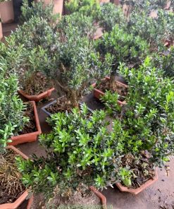 Địa chỉ bán cây giống hoàng dương bonsai tại Hà Nội
