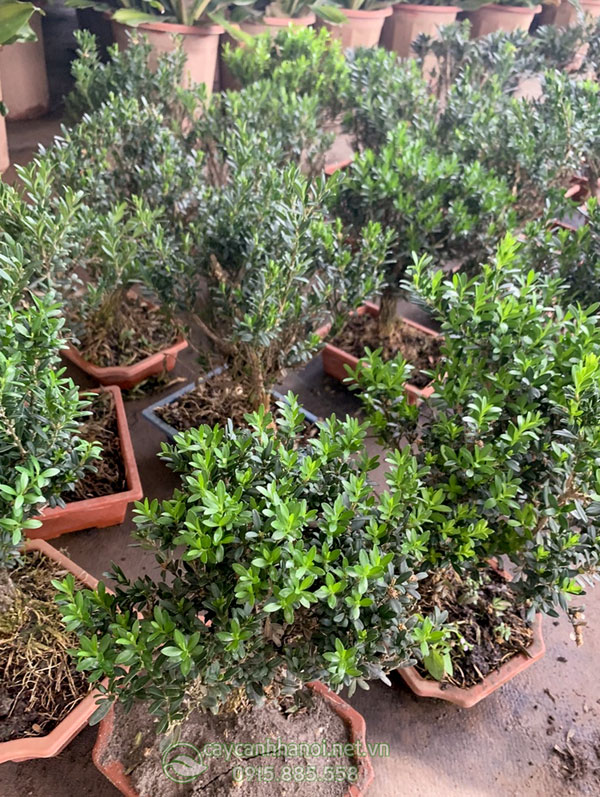 Địa chỉ bán cây giống hoàng dương bonsai tại Hà Nội