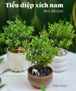 Địa điểm bán cây tiểu diệp xích nam mini để bàn đẹp