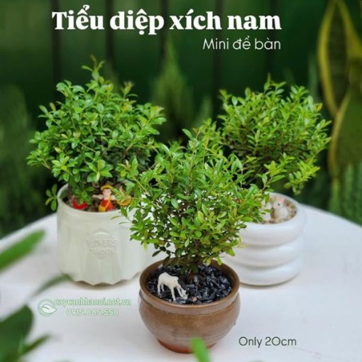 Địa điểm bán cây tiểu diệp xích nam mini để bàn đẹp