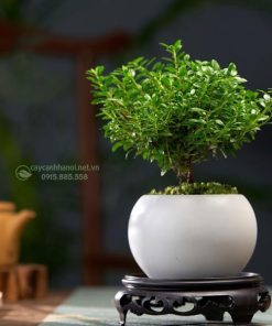 giá bán cây tiểu diệp xích nam tùy thuộc vào từng mẫu mã, kích thước, số lượng mua