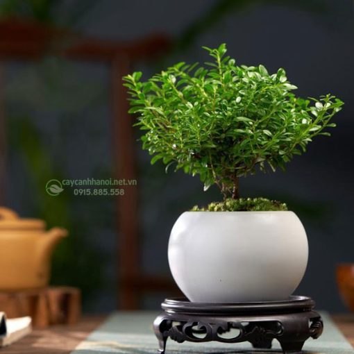 giá bán cây tiểu diệp xích nam tùy thuộc vào từng mẫu mã, kích thước, số lượng mua