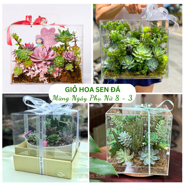 Giỏ hoa sen đá mừng ngày quốc tế phụ nữ 8-3