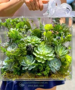 Giỏ hoa sen đá dạng vali làm quà tặng 8-3