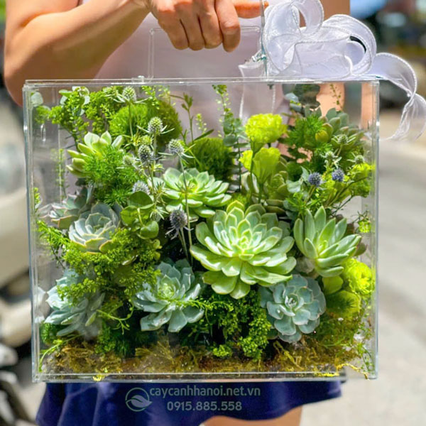 Giỏ hoa sen đá dạng vali làm quà tặng 8-3