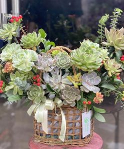 giỏ hoa sen đá mừng ngày phụ nữ 8 - 3