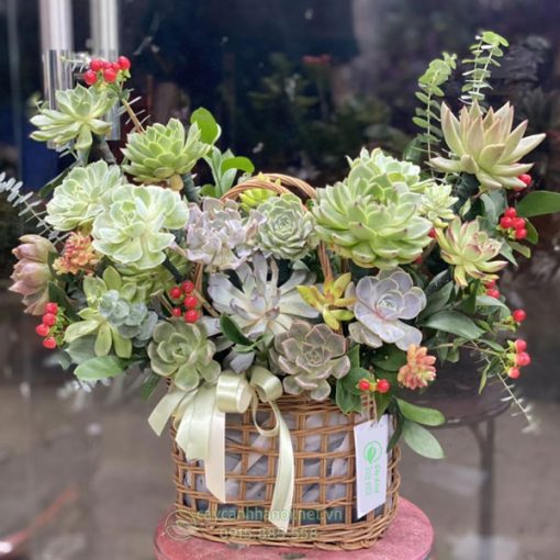 giỏ hoa sen đá mừng ngày phụ nữ 8 - 3