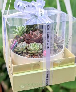 Giỏ sen đá dạng hộp quà tặng 8-3