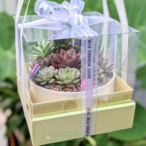 Giỏ sen đá dạng hộp quà tặng 8-3