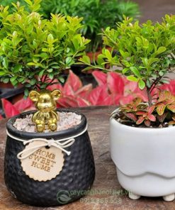 Nơi bán cây tiểu diệp xích nam để bàn tại Hà Nội