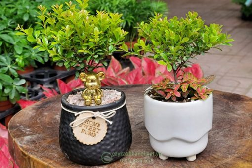Nơi bán cây tiểu diệp xích nam để bàn tại Hà Nội