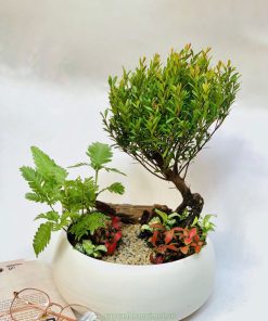 Tiểu cảnh cây hồng dương mini để bàn đẹp