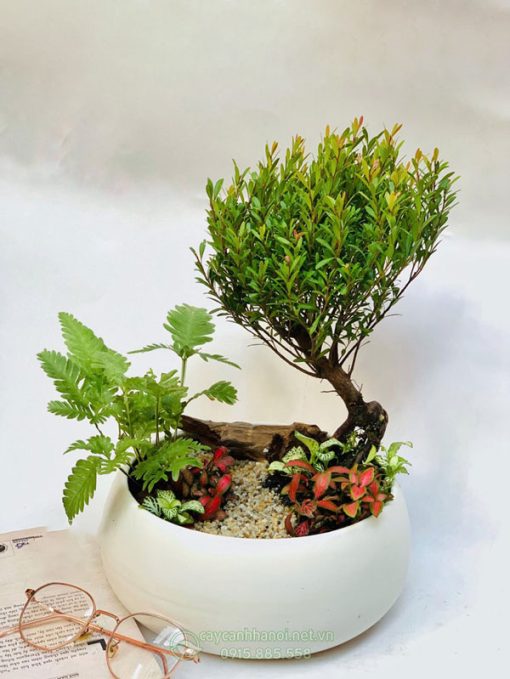 Tiểu cảnh cây hồng dương mini để bàn đẹp